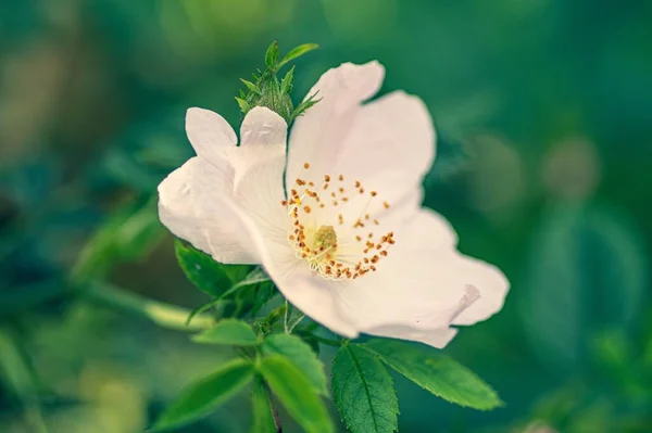 Closeup Shot White Rosa Rubiginosa Flower — Stock Photo, Image