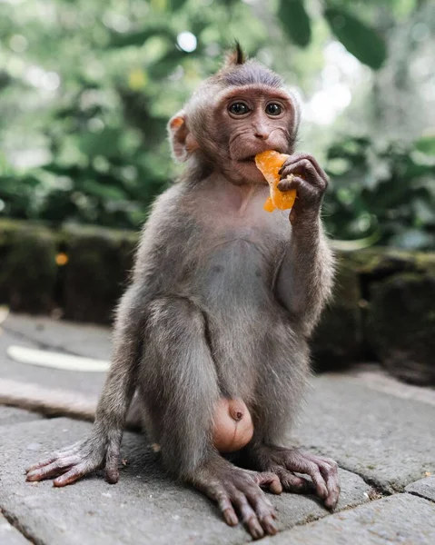 Vertical Selective Focus Shot Monkey Sitting Ground While Eating Mandarin — Stock Photo, Image