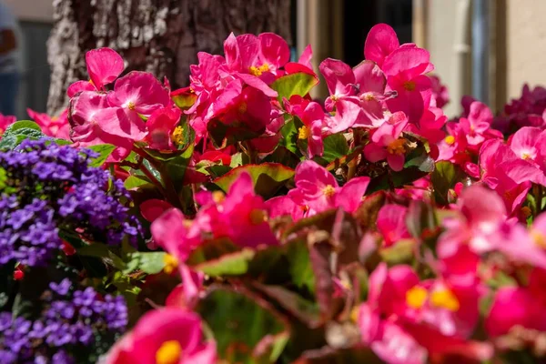 Closeup Shot Pink Begonia Flowers — Stock Photo, Image