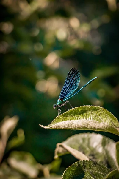 蓝鳍昆虫坐在叶子上的一种蓝鳍昆虫的垂直镜头 — 图库照片