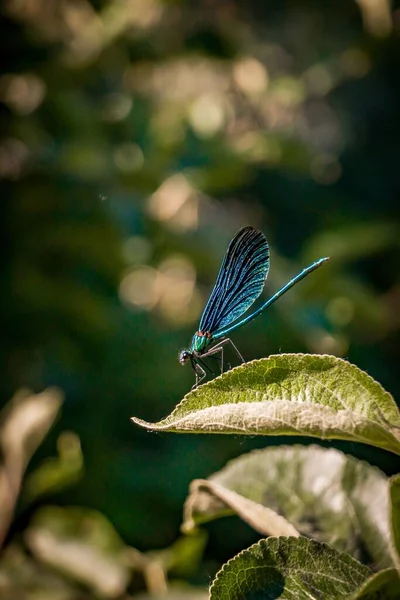 Plan Vertical Insecte Ailé Filet Bleu Assis Sur Une Feuille — Photo