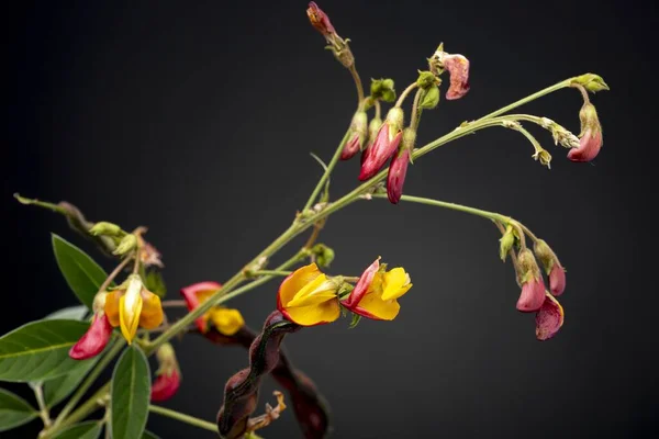 Colourful flowering pigeon pea plant with yellow petals, dark red magenta buds and brown pea holders. Low key studio still life of greenery herb