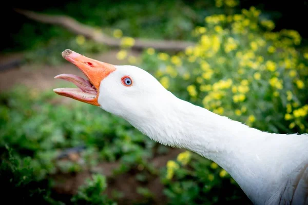 Tiro Perto Cabeça Ganso Com Vegetação Fundo — Fotografia de Stock