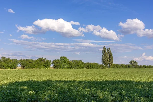 Красивое Зеленое Поле Голубым Небом Белыми Облаками — стоковое фото