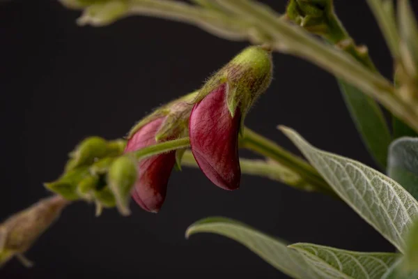 Colourful flowering pigeon pea plant with yellow petals, dark red magenta buds and brown pea holders. Low key studio still life of greenery herb