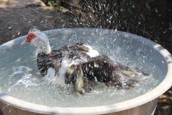 Closeup Shot Cute White Young Duck Having Bath Small Bucket — Stock Photo, Image