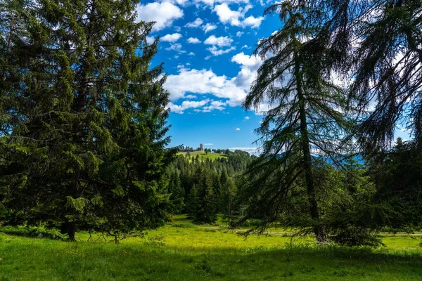 Δέντρα Στο Καταπράσινο Τοπίο Στο Jakob Langfenn South Tyrol Ιταλία — Φωτογραφία Αρχείου