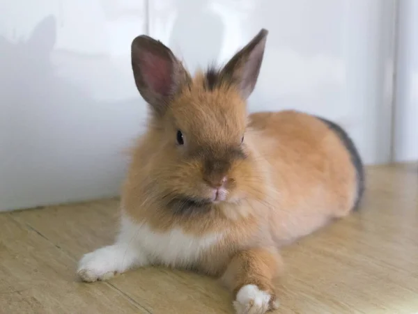 家の床に横たわる茶色のウサギのクローズアップショット — ストック写真