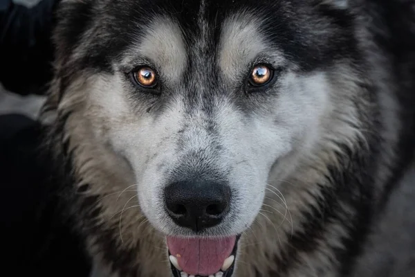 Ett Makro Skott Kanadensisk Eskimåhund Ansikte Ser Rakt Perfekt För — Stockfoto