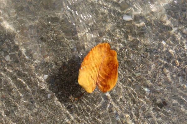 Detailní Záběr Jednoho Podzimního Listu Plovoucího Vodě Pod Slunečním Světlem — Stock fotografie