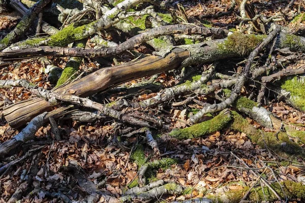 Крупный План Сухих Ветвей Лесной Подстилке — стоковое фото