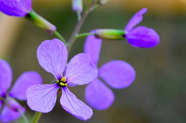 Ett Makro Skott Violett Fyra Kronblad Blomma — Stockfoto