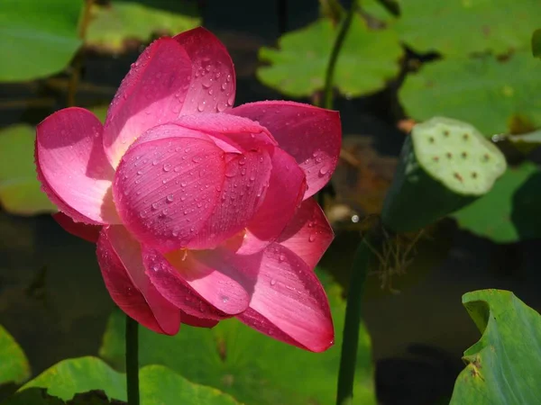 Крупный План Красивых Розовых Цветов Лотоса Пруду Спокойной Сельской Местности — стоковое фото