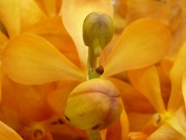 Una Macro Toma Los Brotes Amarillos Flor Las Orquídeas — Foto de Stock