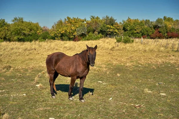 青空の下の牧草地で馬の放牧 — ストック写真