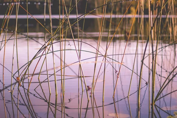 Мягкий Фокус Длинных Камышей Спокойном Озере — стоковое фото