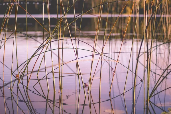 Foco Suave Palhetas Longas Lago Tranquilo — Fotografia de Stock