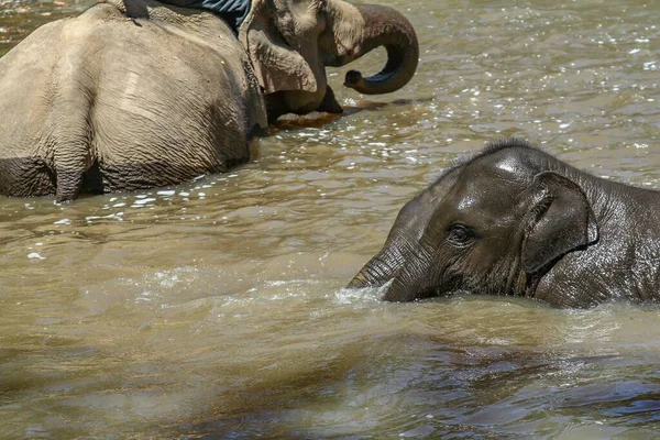 Eine Nahaufnahme Von Baby Elefanten Die Einem Teich Schwimmen — Stockfoto