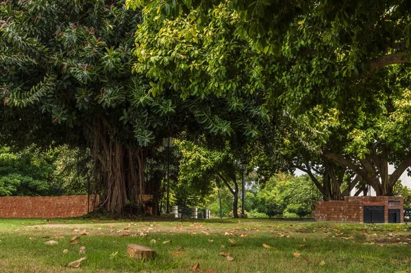 Bel Colpo Grandi Alberi Verdi Parco — Foto Stock