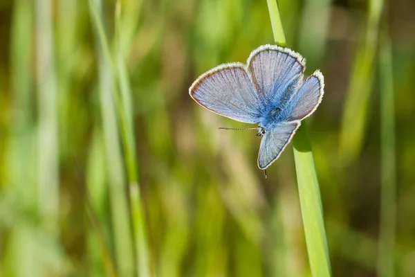 Macro Primer Plano Una Mariposa Llamada Azul Común Sentada Sobre — Foto de Stock