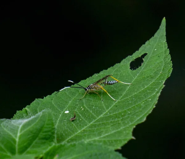 黒い背景の緑の葉の上に昆虫のクローズアップショット — ストック写真