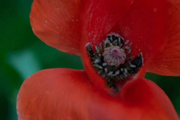 Makro Záběr Červeného Máku — Stock fotografie