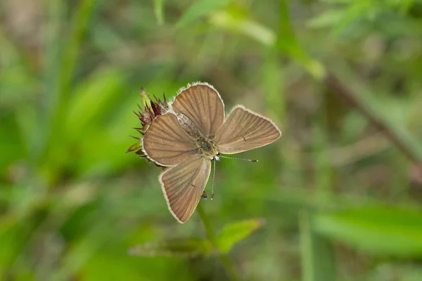 在朦胧的背景下在花朵上拍到的褐色蝴蝶的照片 — 图库照片