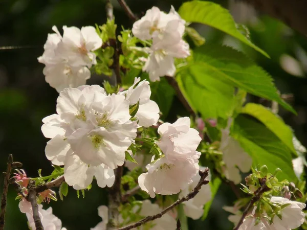 美しく白い桜の花 — ストック写真