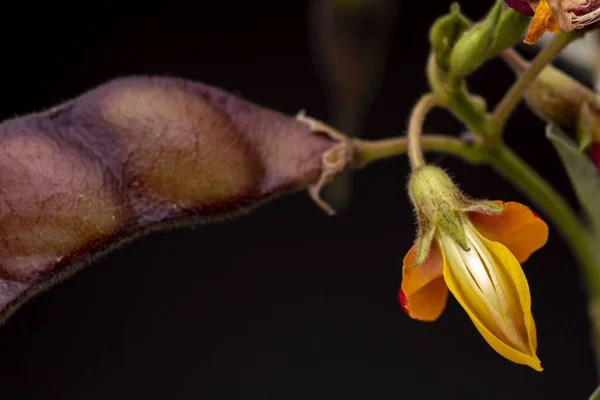 Soft colours of flowering pigeon pea plant closeup with yellow and reddish petals. Low key studio still life of greenery herb against a dark backdrop