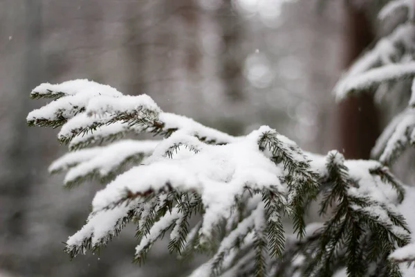 Μια Απαλή Εστίαση Του Χιονιού Καλύπτονται Έλατο Ένα Θολό Φόντο — Φωτογραφία Αρχείου