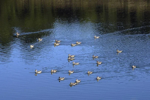 Sebuah Gambar Sudut Tinggi Dari Sekelompok Bebek Berenang Danau Biru — Stok Foto
