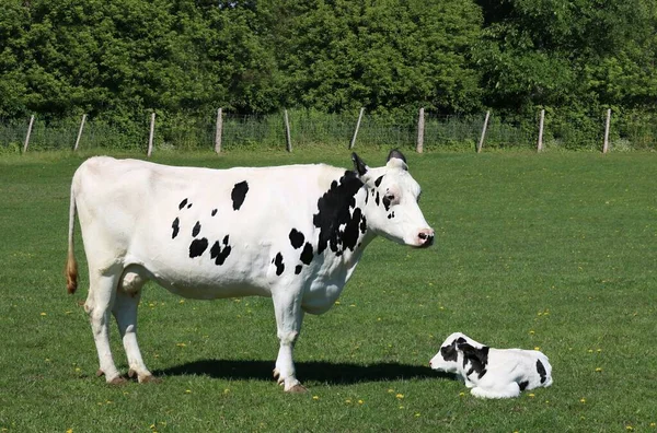 Primo Piano Una Mucca Vitello Campo Verde Con Recinzione Sullo — Foto Stock