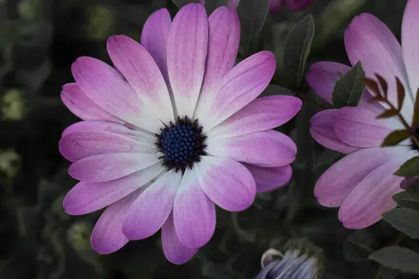 Una Macro Toma Una Hermosa Osteospermum Púrpura Vegetación —  Fotos de Stock