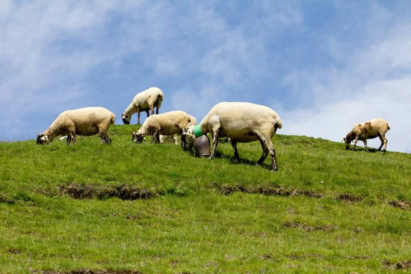 Ein Paar Schafe Weiden Auf Einem Grasbewachsenen Hügel Unter Wolkenlosem — Stockfoto