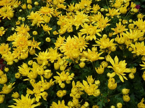 庭に黄色の菊の花の美しい景色 — ストック写真