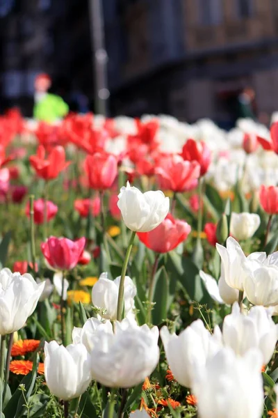 Ein Feld Der Blühenden Schönen Tulpen Frühling — Stockfoto
