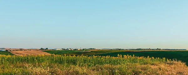 Ein Panoramabild Einer Wunderschönen Landschaft Mit Sonnenblumenfeld Einem Sonnigen Tag — Stockfoto