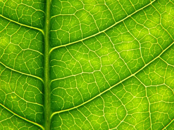 Gros Plan Une Feuille Verte Avec Des Textures Intéressantes — Photo