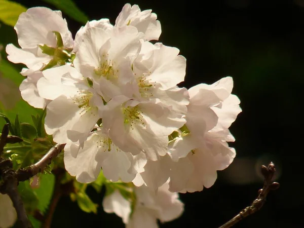 美しく白い桜の花 — ストック写真