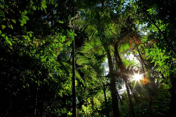 Una Toma Bajo Ángulo Del Sol Brillando Los Árboles Verdes —  Fotos de Stock