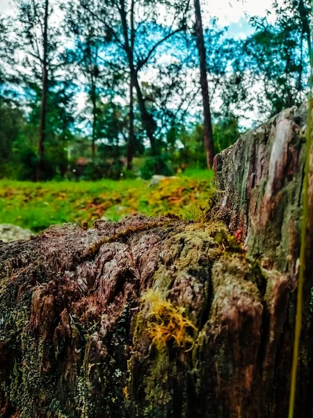 Kácet Stromy Starat Svůj Domov — Stock fotografie