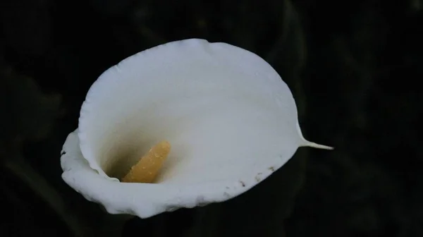 Beau Cliché Une Fleur Lys Calla Dans Fond Sombre — Photo