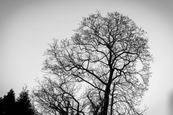 Grayscale Shot Tree — Stock Photo, Image
