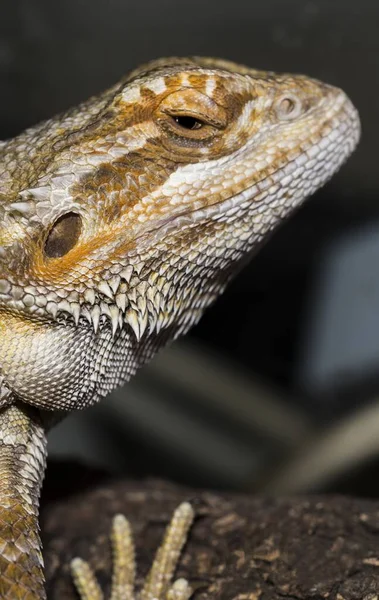 Closeup Shot Pogona Reptile Blurred Background — Stock Photo, Image