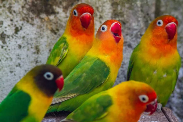 Cute Adorable Colourful Love Bird Parrots — Stock Photo, Image