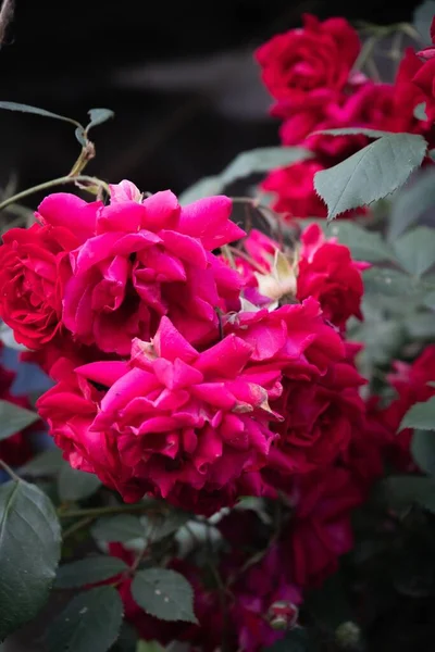 一个垂直拍摄的亮红色玫瑰与黑色背景 完美的背景 — 图库照片