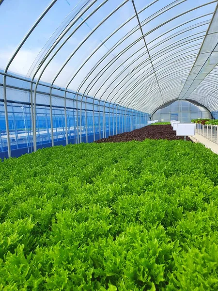 Agricultura Vertical Uma Agricultura Sustentável Para Futuros Alimentos — Fotografia de Stock