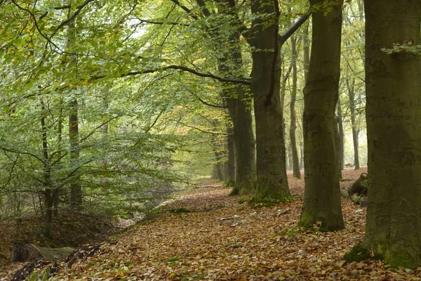 Parkta Düşen Kuru Yapraklar Sonbahar Boyunca Birçok Ağaçla Çevrilidir — Stok fotoğraf