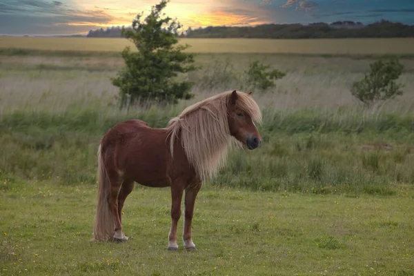 Ein Niedliches Braunes Pony Das Während Des Sonnenuntergangs Auf Einem — Stockfoto