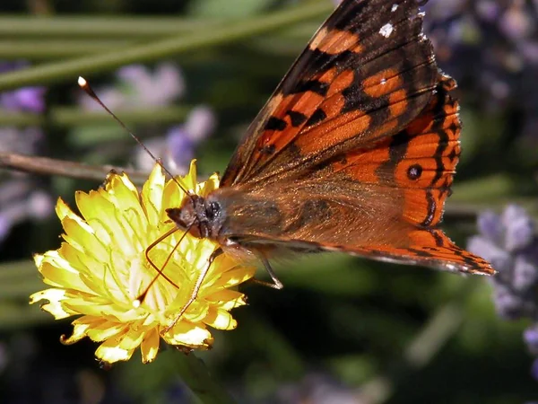 Primer Plano Mariposa Dama Pintada Sentada Flor Del Diente León — Foto de Stock